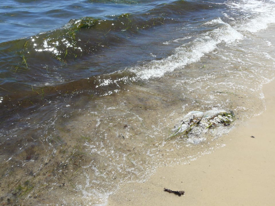 Hotel Strand von Rosa Rivage Monarque Club Rivage