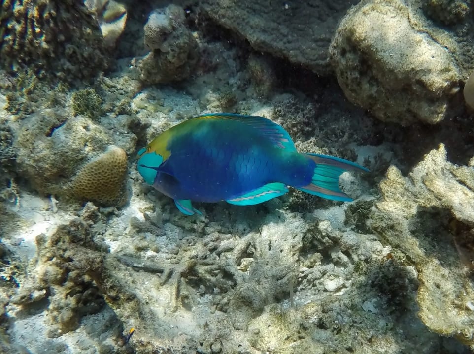 Grünwangen - Papageienfisch NH Collection Maldives Havodda Resort