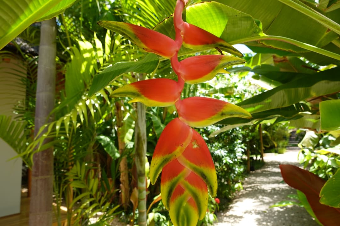 Gartenanlage Zuri Zanzibar Hotel & Resort