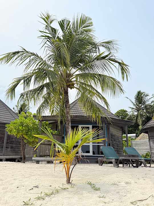 Gartenanlage Kuredu Island Resort & Spa