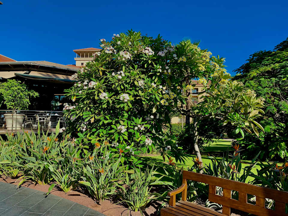 Gartenanlage Lopesan Costa Meloneras, Resort & Spa
