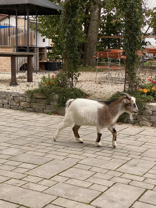 Sonstiges Thomahof