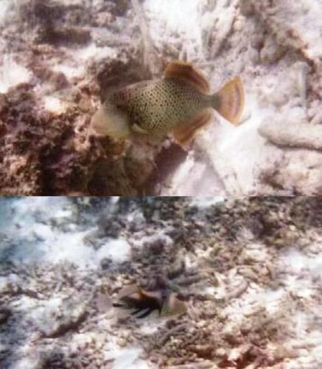 Drücker-Fische Meeru Maldives Resort Island