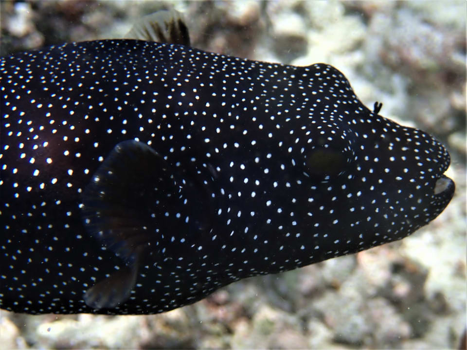 Sport & Freizeit NH Collection Maldives Reethi Resort