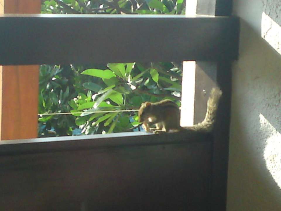 Täglicher Besuch Hotel Jetwing Beach