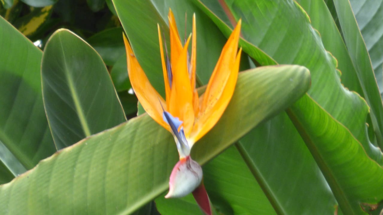 Strilizie Apartments Ambassador