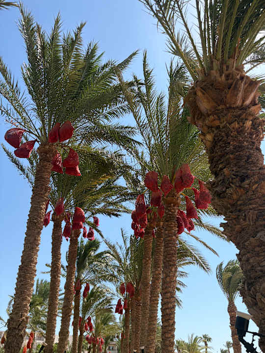 Gartenanlage Fort Arabesque Resort, Spa & Villas