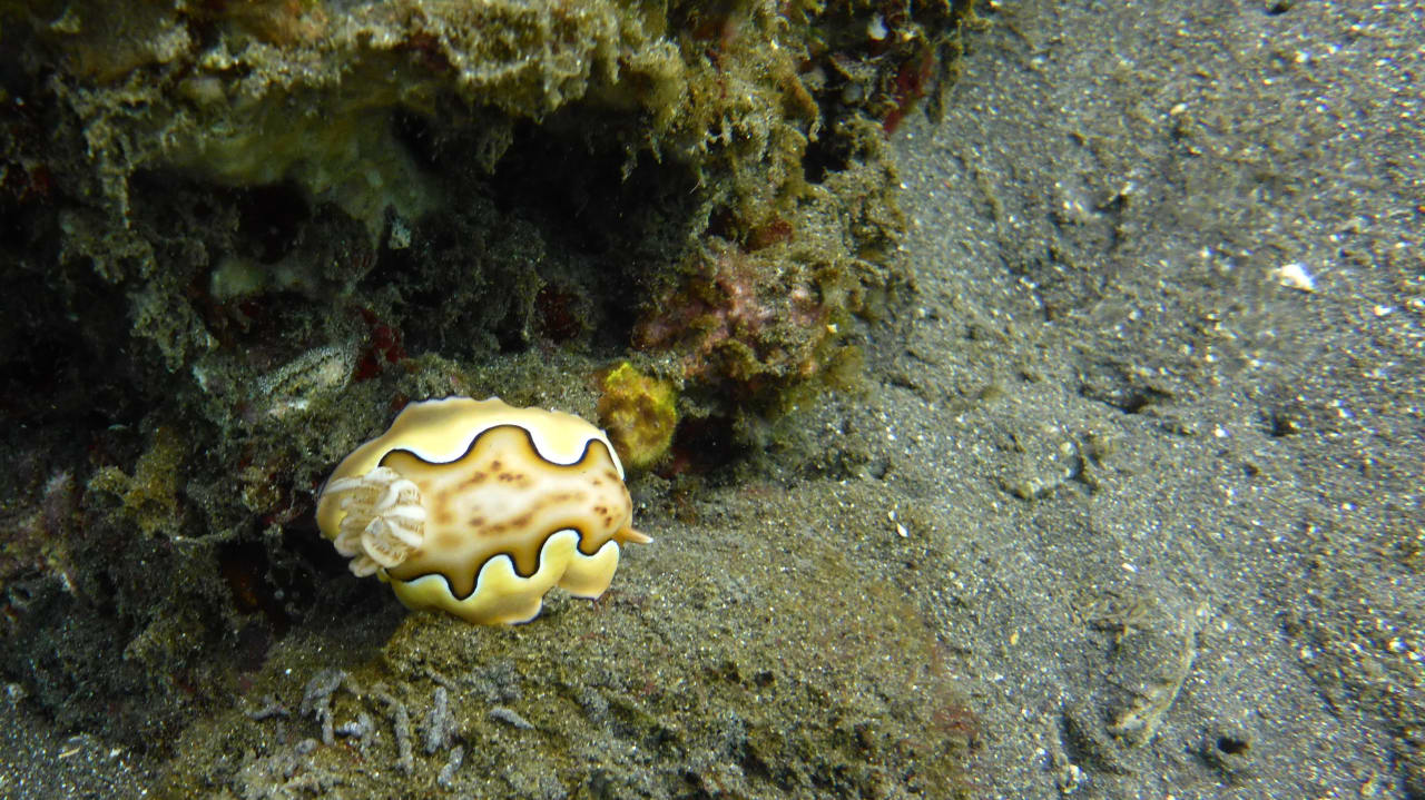 Sport & Freizeit Teluk Karang Dive & Spa Resort Bali