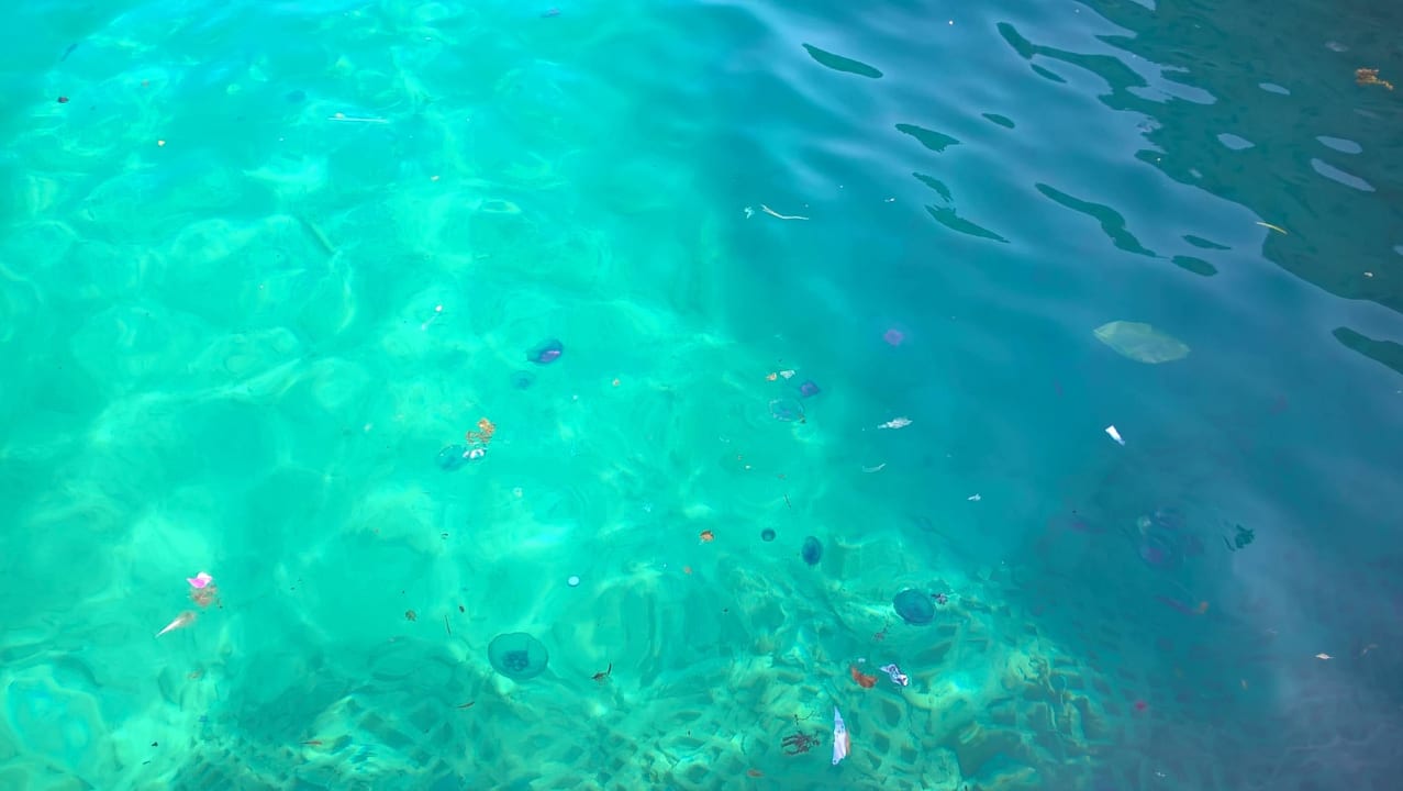 Fische Fische Fische Pickalbatros Citadel Resort