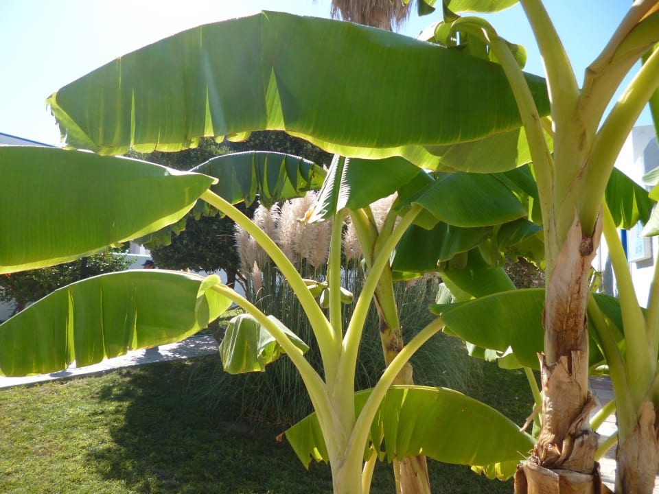 Bananenpalmen Hotel Tigaki's Star