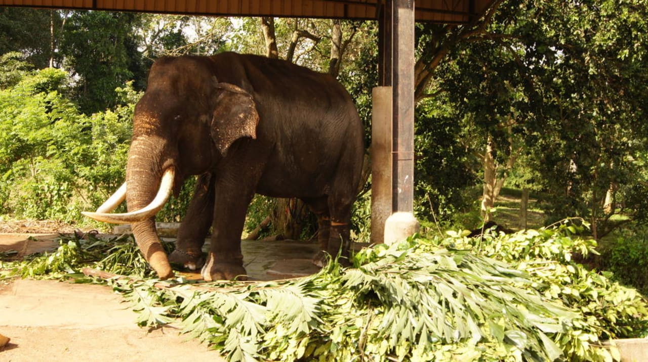 Stary słoń Mermaid Hotel & Club