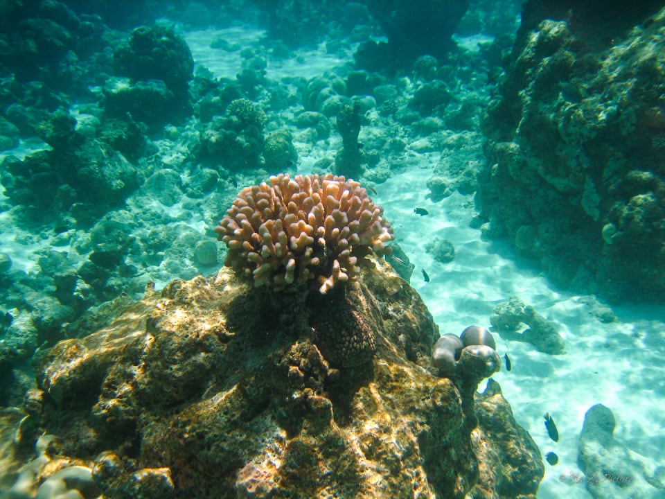 Sport & Freizeit Summer Island Maldives