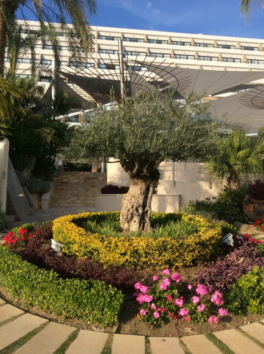 Gartenanlage Amathus Beach Hotel Limassol