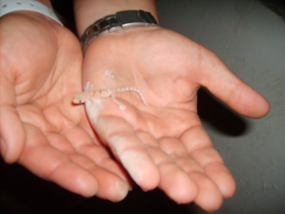 Kleine Freunde  Lotus Bay Beach Resort