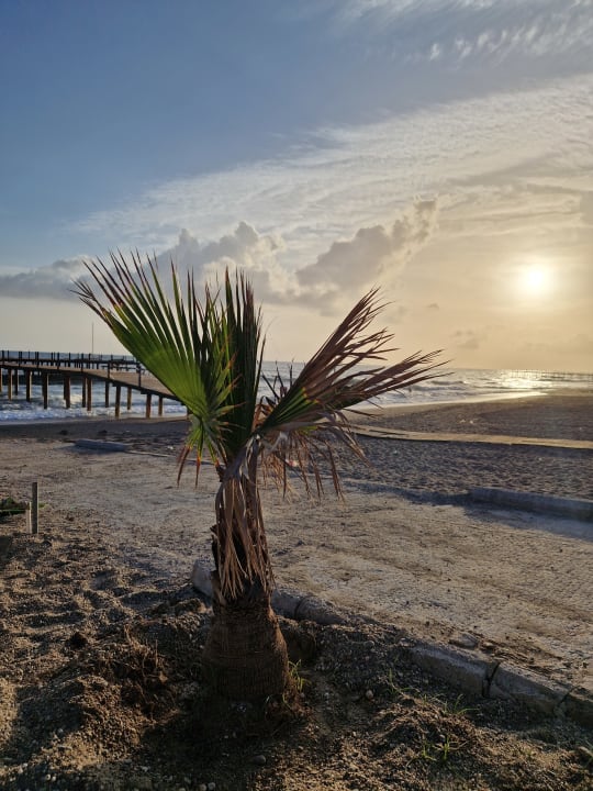 Strand Dizalya Palm Garden