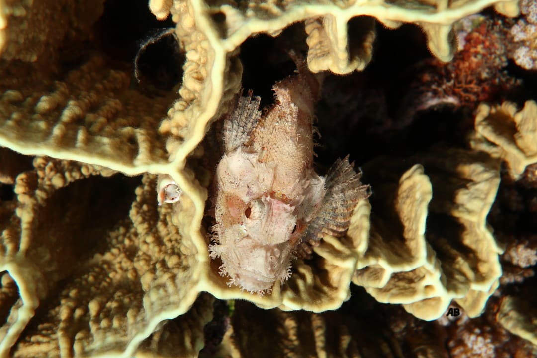 Strand Shams Alam Beach Resort