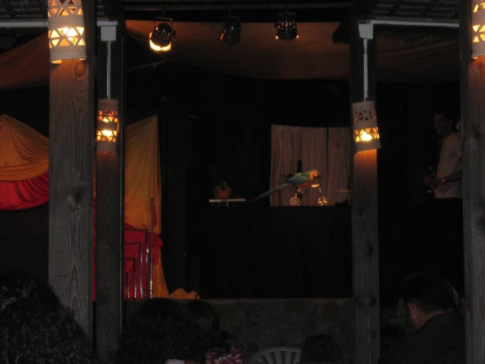 Abendliche Papageienshow Cala Llenya Resort Ibiza