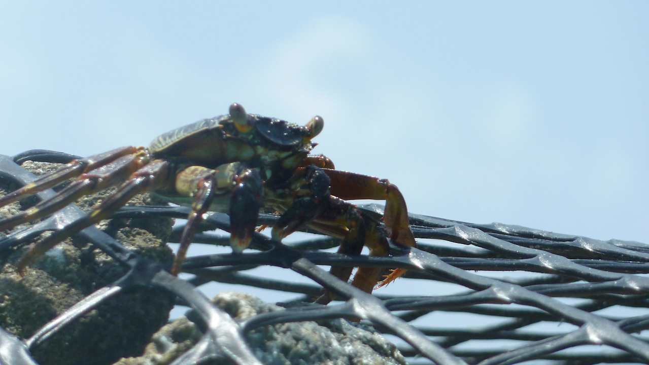 Lagunenstrand Kuramathi Maldives