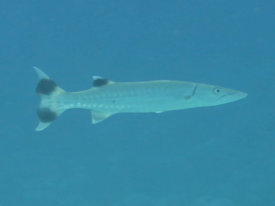 Sport & Freizeit Malikia Resort Abu Dabbab