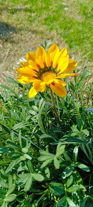 Gartenanlage TUI BLUE Xanthe