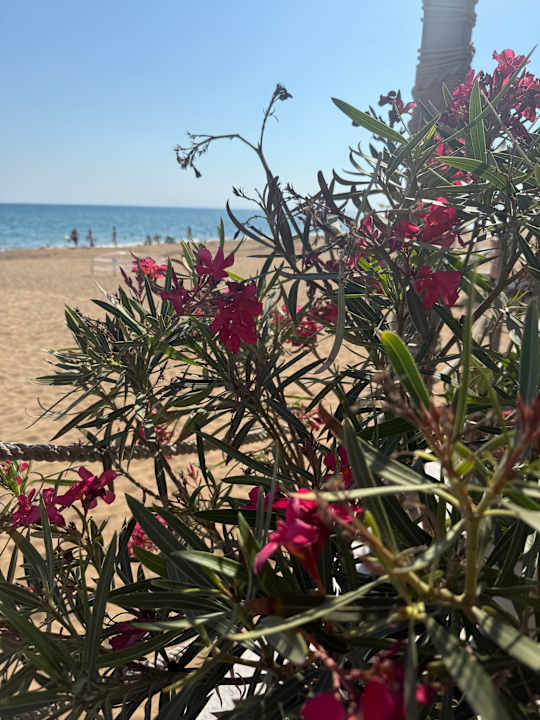 Strand Seashell Vega