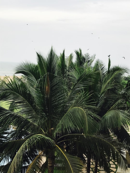 Blick vom Balkon Sentido Heritance Negombo