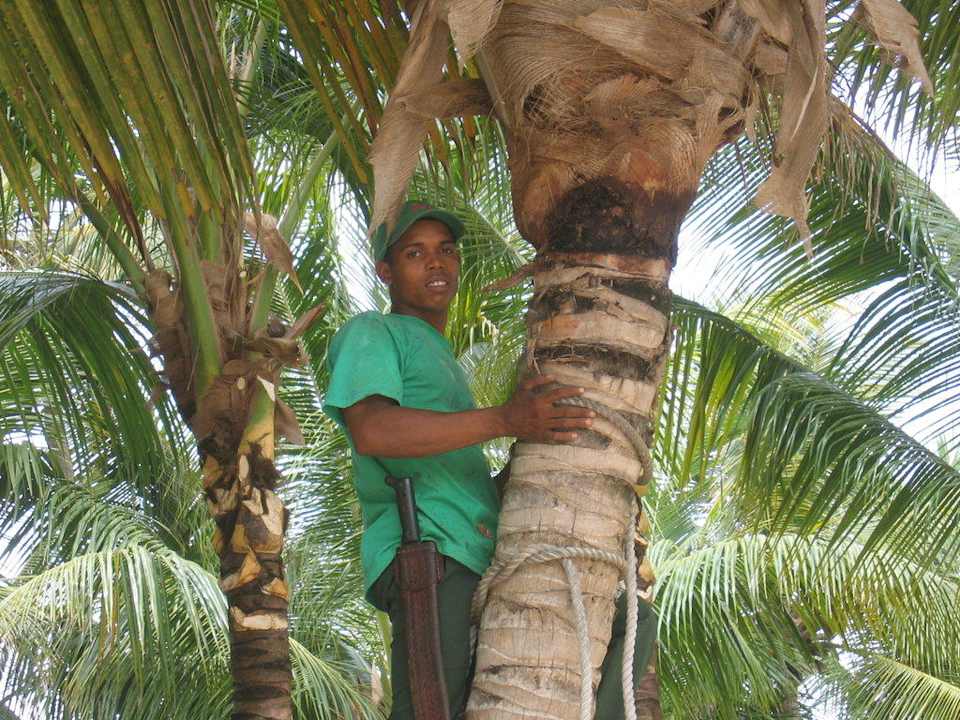 Kokosnuss Hotel Riu Bambu