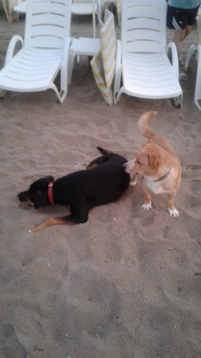 Strand Hotel Gardenia Beach