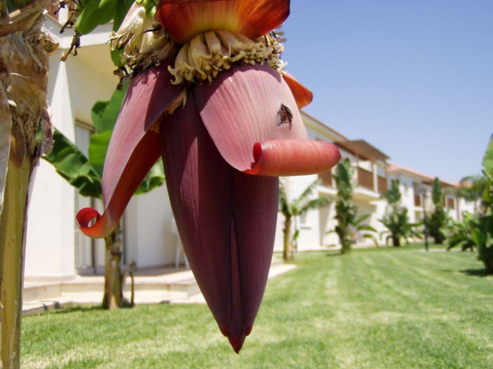 Bananen blüte Hotel Tsokkos Paradise Village
