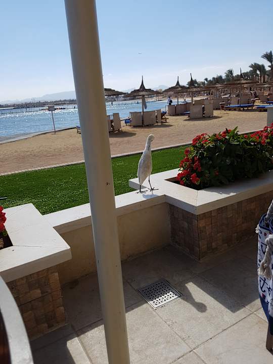 Ausblick Beach Albatros Resort