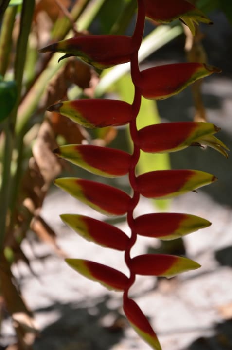 Malediven 3/2015 Adaaran Select Meedhupparu Island Resort - Premium All Inclusive