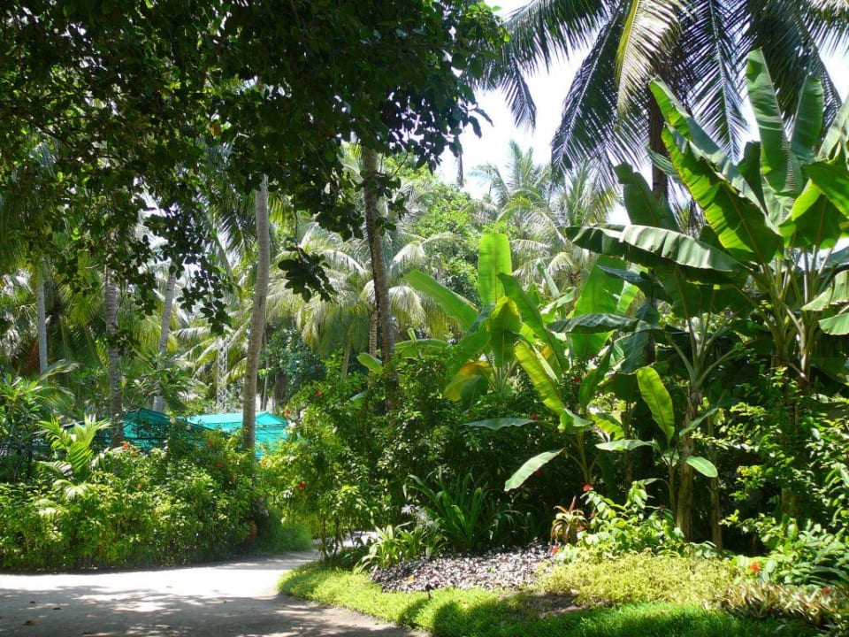 Vegetation auf Kuramathi Kuramathi Maldives