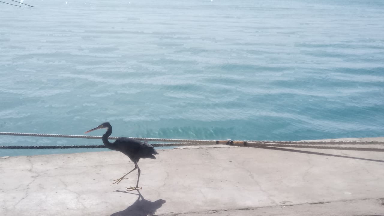 Sonstiges Marina Resort Port Ghalib, a member of Radisson Individuals