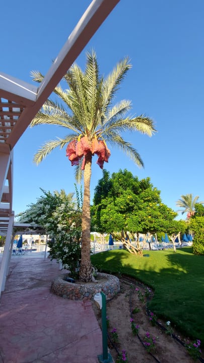 Gartenanlage Desert Rose