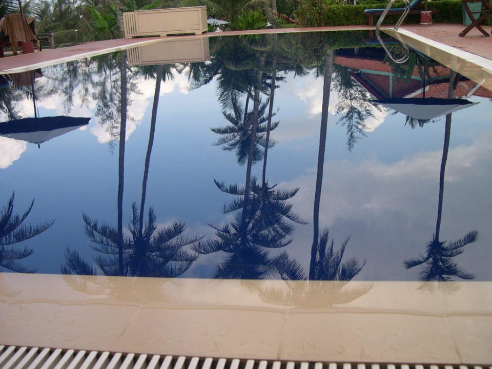 Palmen im Pool Cassia Cottage