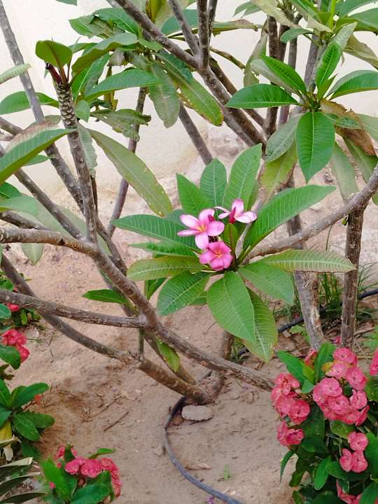 Gartenanlage Siva Golden Bay Makadi