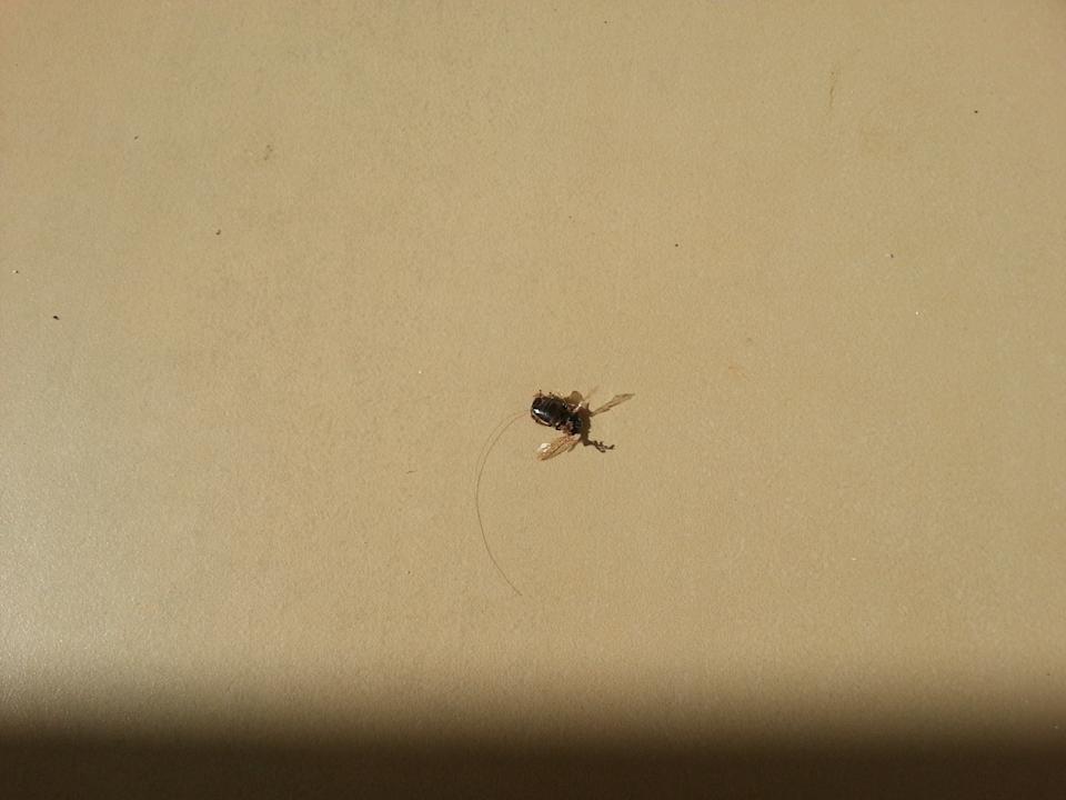 Zimmer Wyndham Alltra Samana