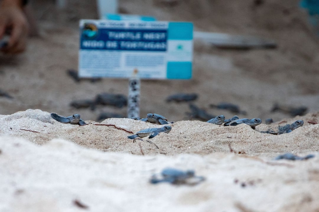 Strand Akumal Bay Beach & Wellness Resort