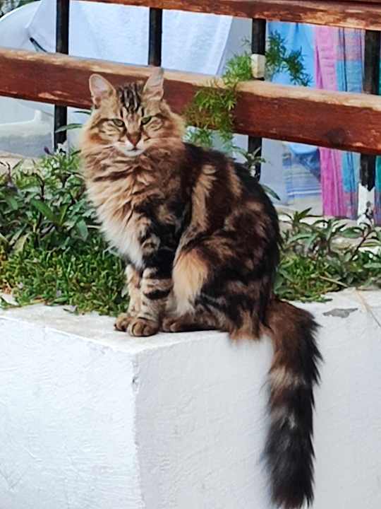 Sonstiges Marlin Inn Azur Resort