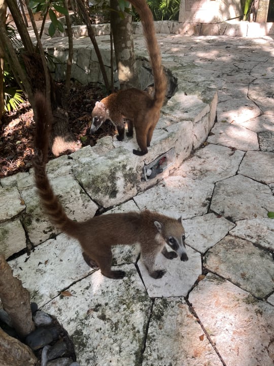 Gartenanlage Catalonia Royal Tulum Beach & Spa Resort - Adults only