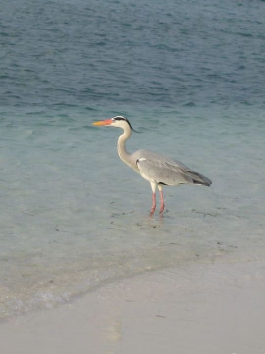 Heron Kuredu Island Resort & Spa