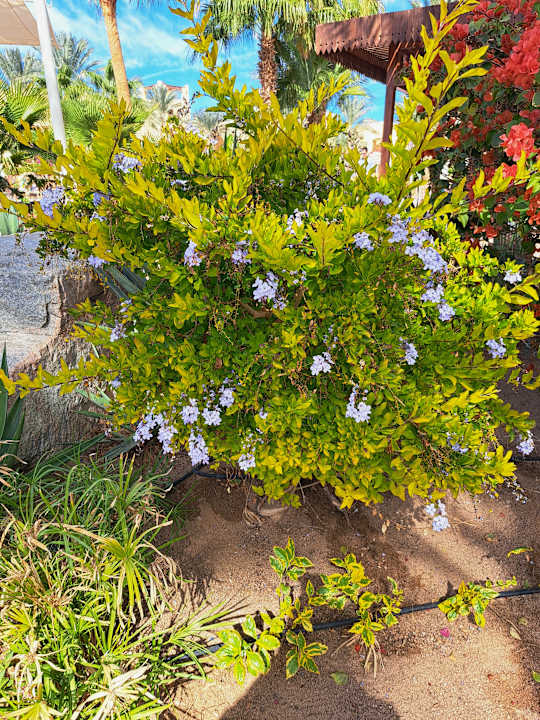 Gartenanlage Steigenberger Coraya Beach - Adults only