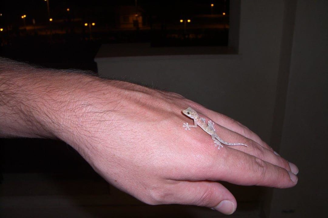 Kleine Echse Steigenberger ALDAU Beach Hotel