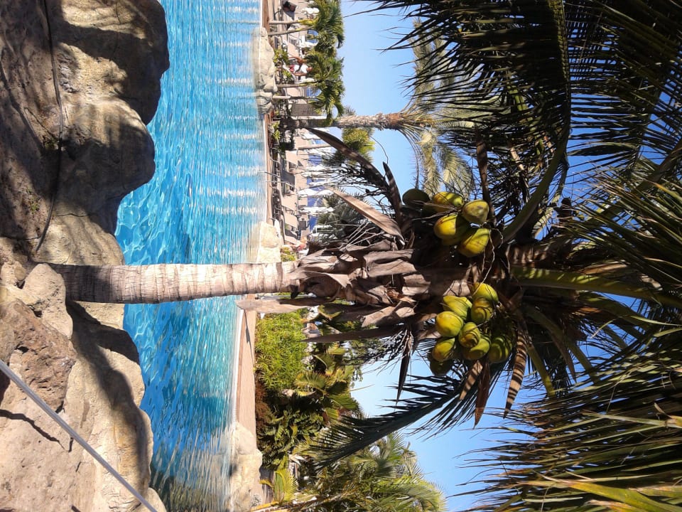 Überall Palmen am Pool Lopesan Villa del Conde Resort & Thalasso