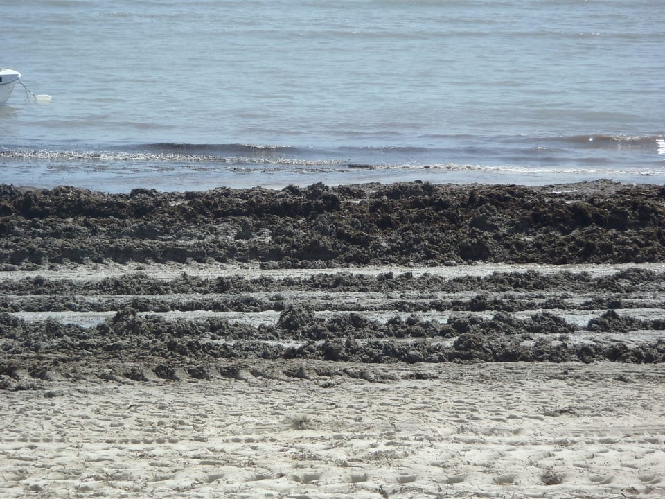 Und immer wieder Algen Royal Karthago Djerba