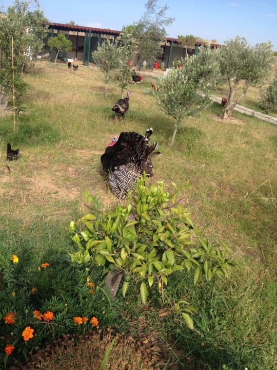 Gartenanlage Roma Beach Resort & Spa 16+ Adult Only