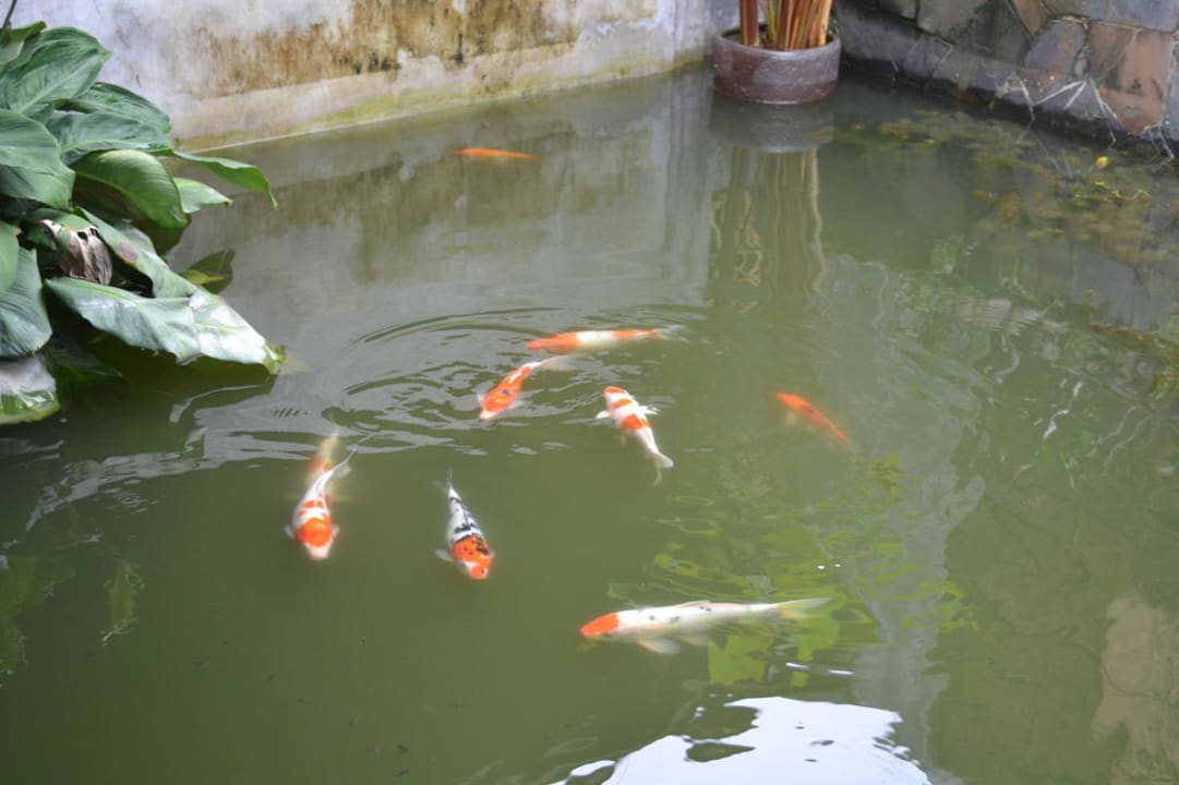 Kleiner Teich am Restaurant The Fair House Beach Resort