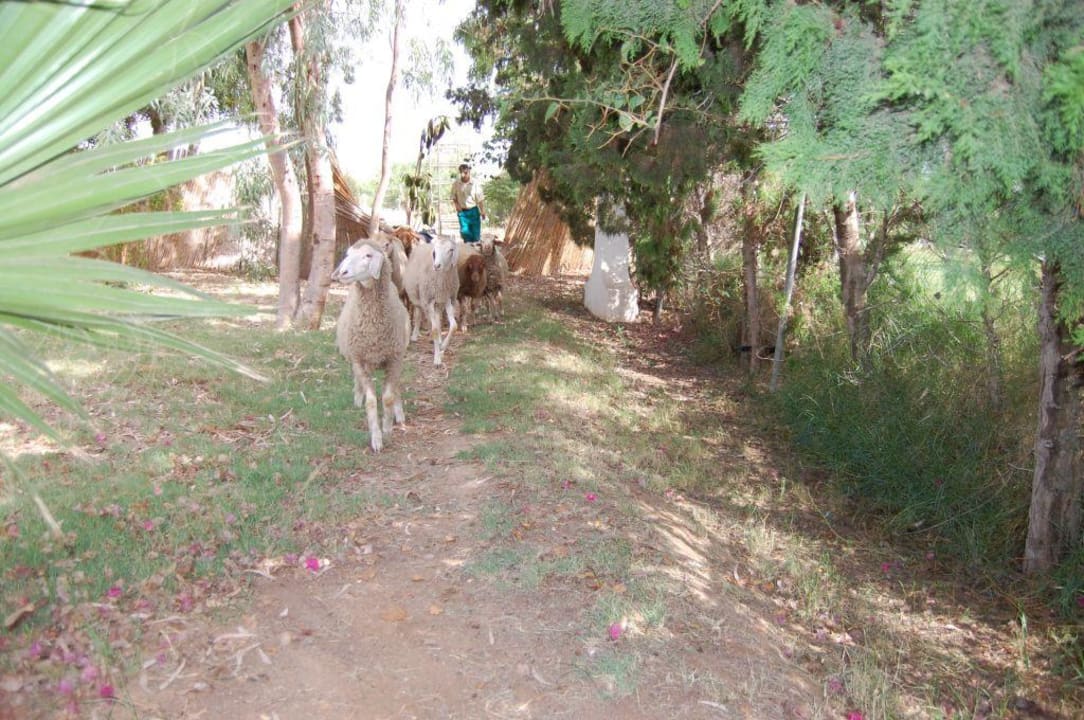 Jardin piscine Miramar Sharm El Kantaoui