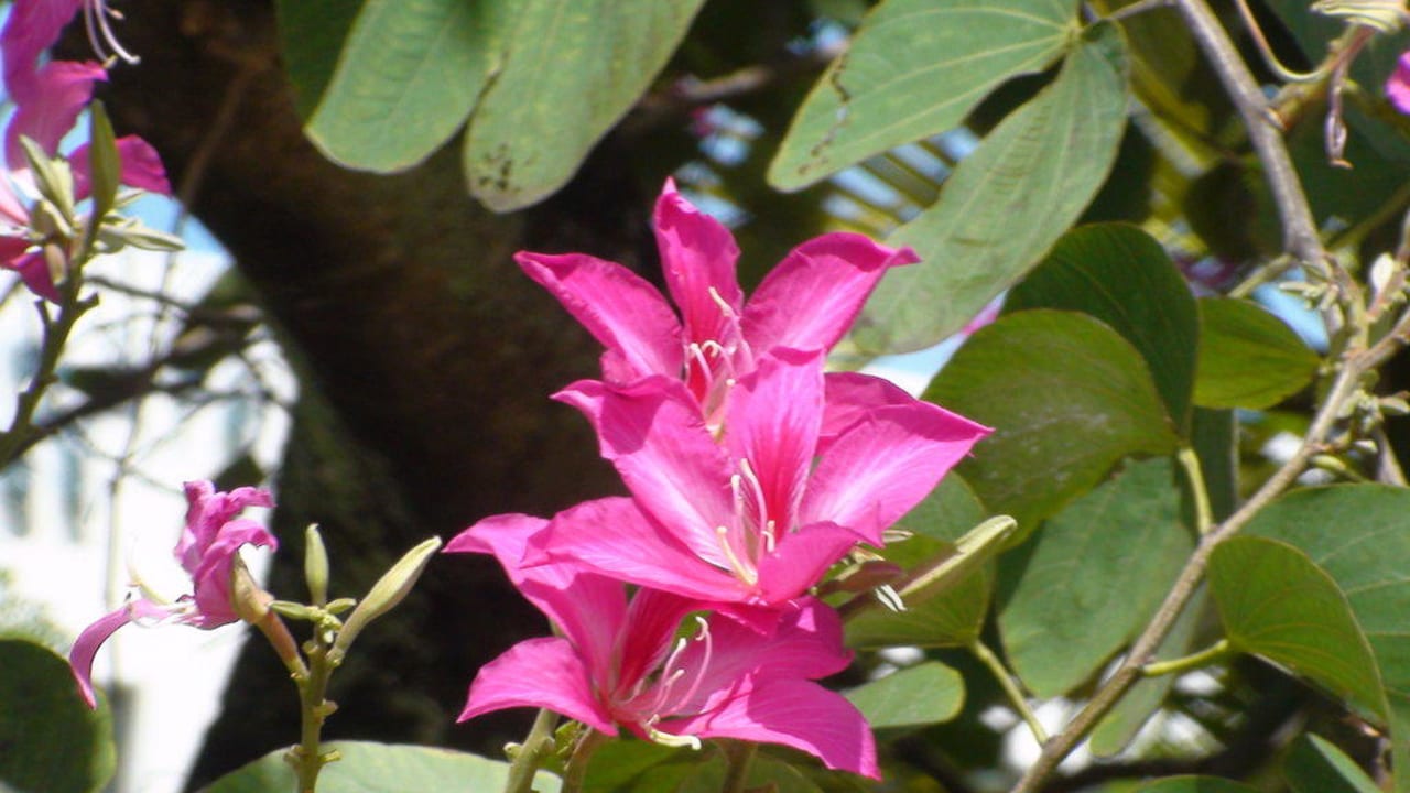 Flora & Fauna Constance Ephelia