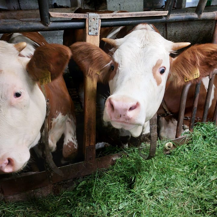 Sonstiges Ferienbauernhof Hirschfeld